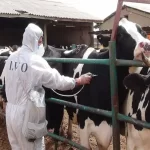 هشدار درباره مصرف شیر فله در ماه‌های پرخطر تب مالت