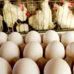 اعتراض روزنامه اصولگرا به ارزانی تخم مرغ/ قیمتش حتی از دان مرغ هم کمتر است