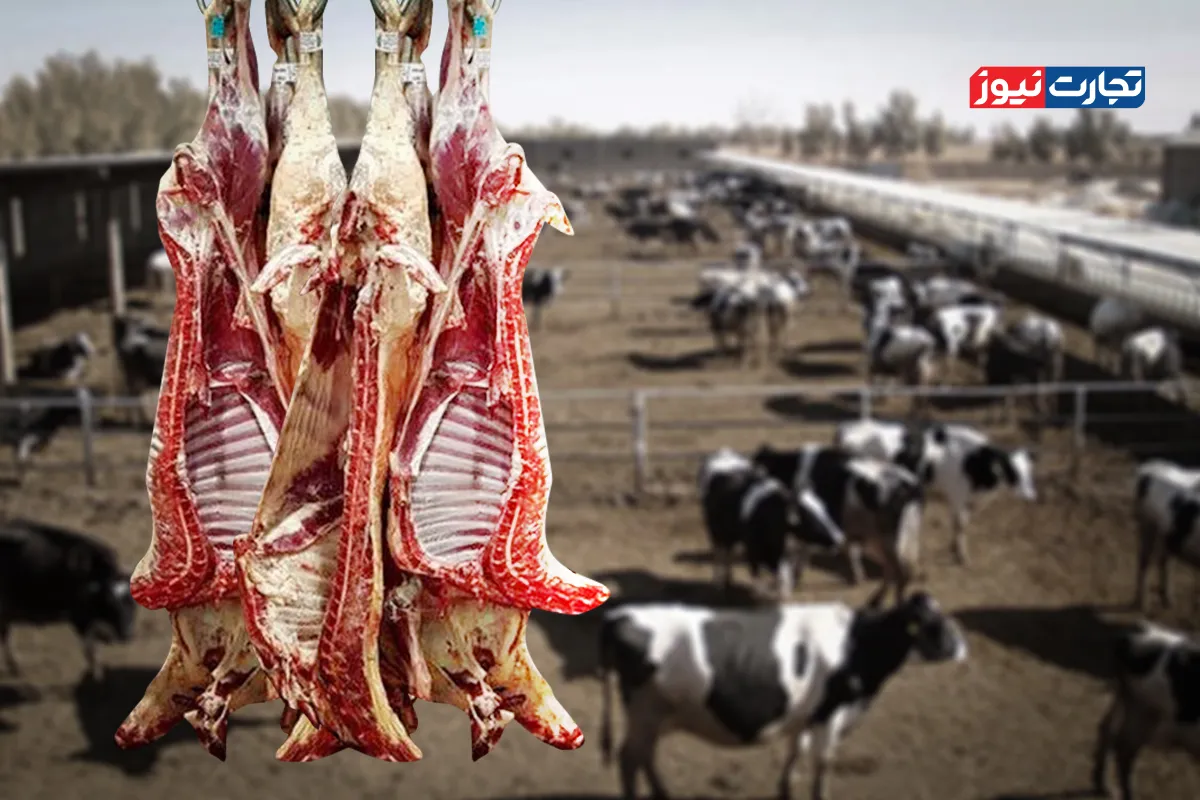 در سال ۱۴۰۵ با افزایش شدید قیمت دام زنده و گوشت مواجه می‌شویم / دامداران به ناچار دام خود را می‌فروشند