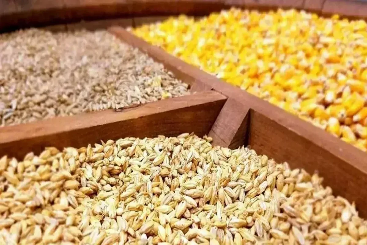 هشدار کارشناسان نسبت به تأثیر گرانی نهاده‌ها بر قیمت مرغ