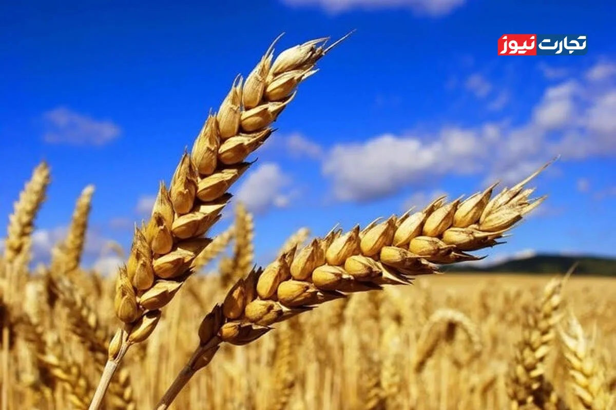 قیمت اصلاح‌شده خرید تضمینی گندم هنوز اعلام نشده است / قیمت تضمینی گندم بر الگوی کشت اثرگذار است